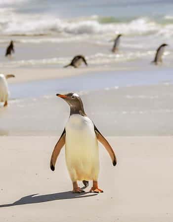 Falklandeilanden  Reisinformatie  Landenkompas