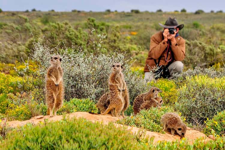 Stokstaartjes kijken in Oudtshoorn Bijzondere excursie in ZuidAfrika