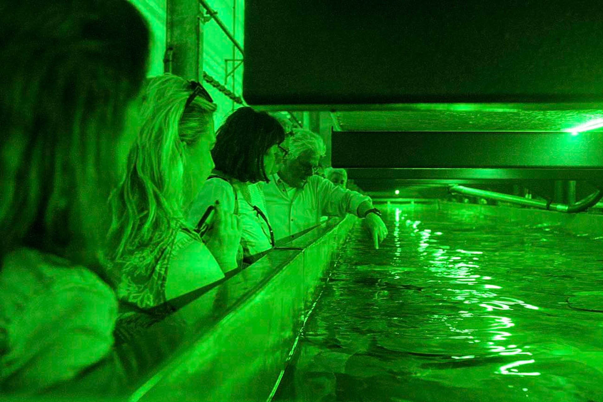 Fruits de Mer in Zeeland Mosselen, oesters en kreeft