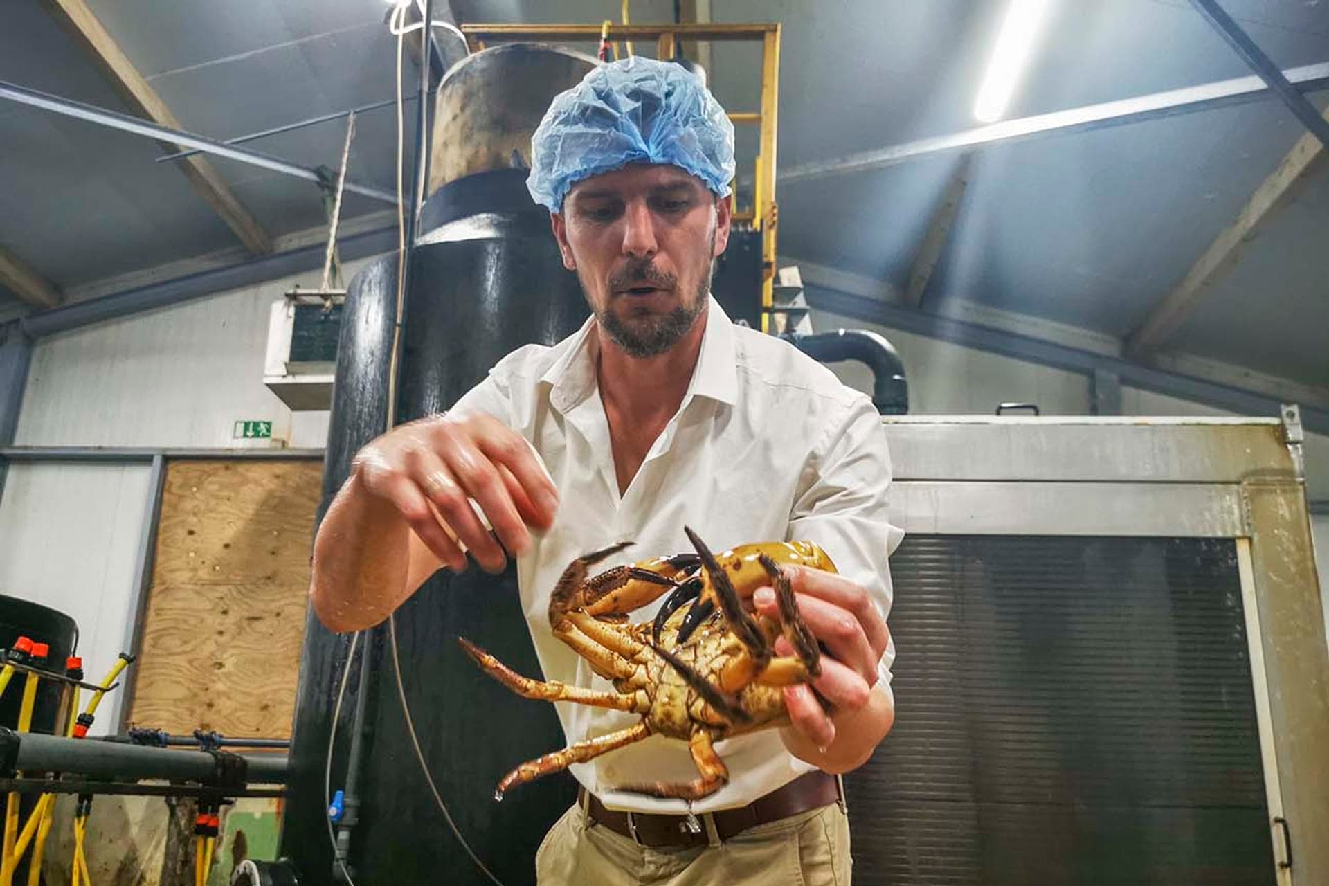Fruits de Mer in Zeeland Mosselen, oesters en kreeft
