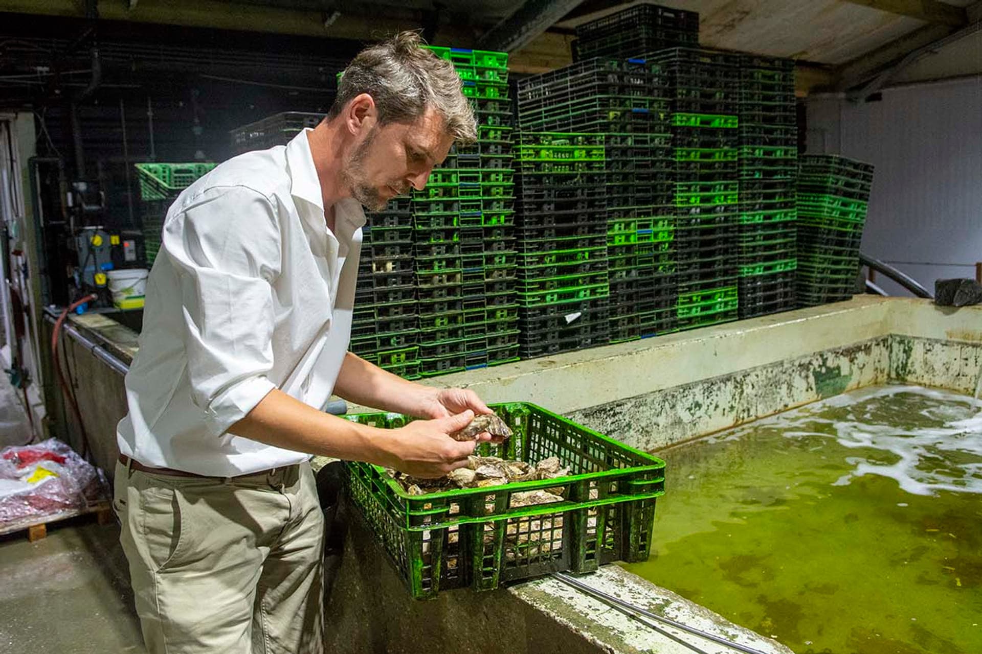 Fruits de Mer in Zeeland Mosselen, oesters en kreeft