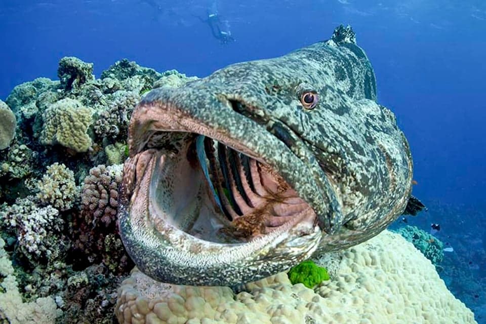 dieren-great-barrier-reef-20-soorten-vissen-en-haaien-droomplekken-nl