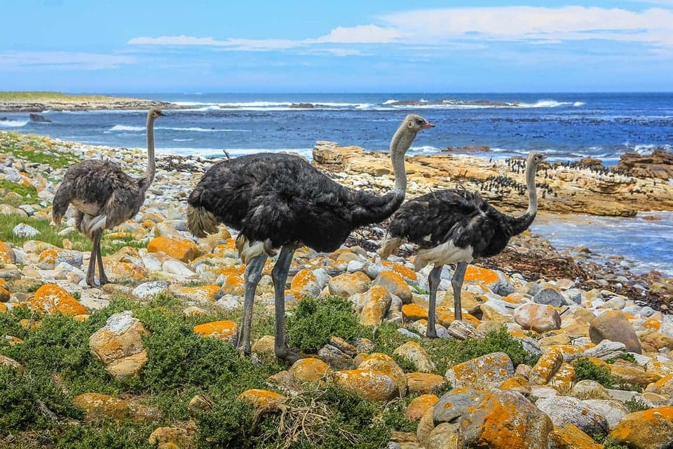 Kaap De Goede Hoop Wandelroutes En Wilde Dieren kaap-de-goede-hoop-wandelroutes-en-wilde-dieren